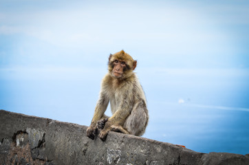 close of view of the gibraltar monkeys