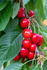 Cherry with leaf and stalk. Cherry tree.