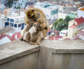close of view of the gibraltar monkeys