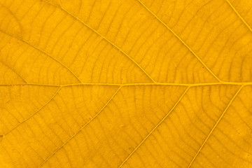 Obraz premium Macro shot. Autumn Leaf texture background 