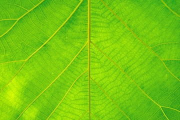 Fototapeta na wymiar Macro shot. Green Leaf texture background 
