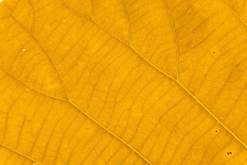Macro shot. Leaf texture background