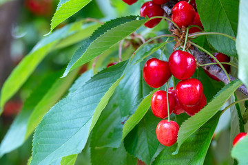 Cherry with leaf and stalk. Cherries with leaves and stalks.