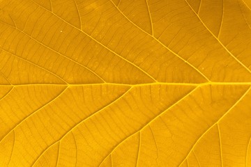 Leaf texture background.