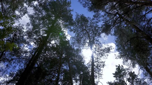 View Through Tall Trees To The Sky. Clouds quickly swim on a windy day.