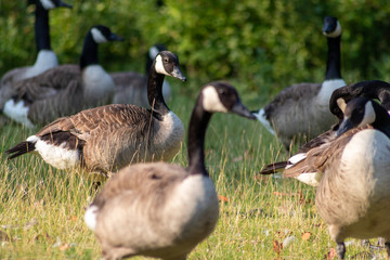 Kanadagänse als Gänseschar und Gänsefamilie in einem Park genießen das Leben, den Sommer und Frühling