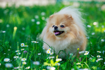 The dog breed pomeranian spitz