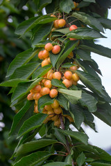 Cherry with leaf and stalk. Cherries with leaves and stalks.