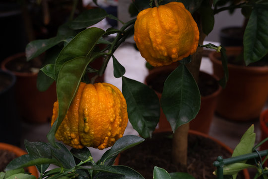 Two lumpy orange fruit on a tree branch with green leaves. Shallow depth of field. Photo format is horizontal
