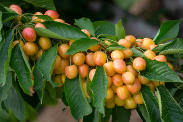 Cherry with leaf and stalk. Cherries with leaves and stalks.