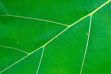 Macro shot. Close up leaf texture.