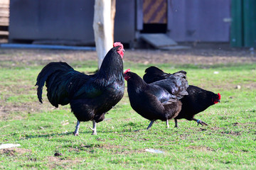 Australorp Hühner auf einem Bauernhof
