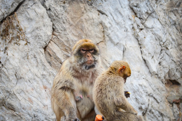 close of view of the gibraltar monkeys