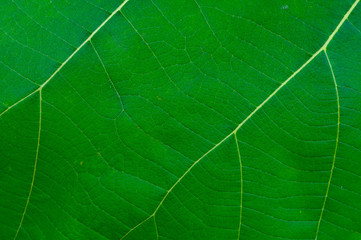 Macro. Leaf texture background