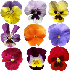 Pansies heads over White background
