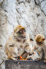 close of view of the gibraltar monkeys