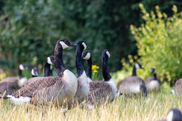 Kanadagänse als Gänseschar und Gänsefamilie in einem Park genießen das Leben, den Sommer und Frühling