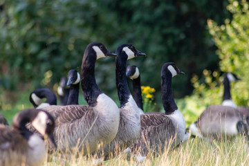 Kanadagänse als Gänseschar und Gänsefamilie in einem Park genießen das Leben, den Sommer und Frühling