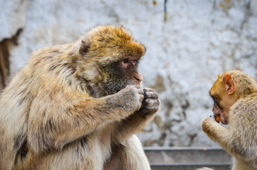 close of view of the gibraltar monkeys