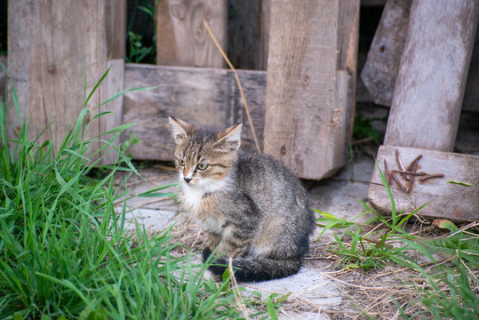 Gray and black kittens play on a good day