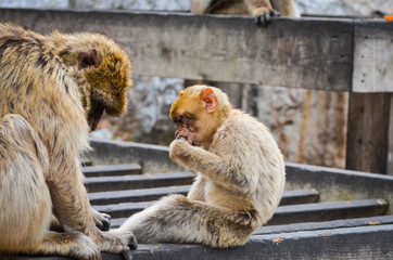 close of view of the gibraltar monkeys