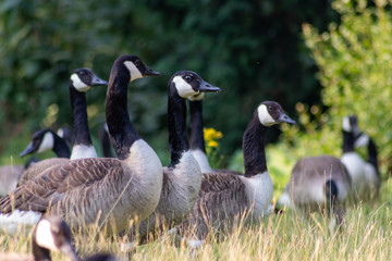Obraz premium Kanadagänse als Gänseschar und Gänsefamilie in einem Park genießen das Leben, den Sommer und Frühling