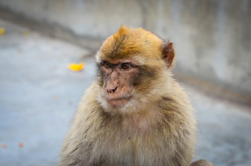 close of view of the gibraltar monkeys