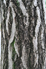 Fototapeta premium 雨の日の銀杏の幹