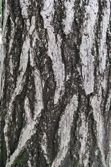 Obraz premium 雨の日の銀杏の幹