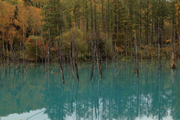 The Blue Pond in autumn, Biei-cho, Hokkaido, Japan