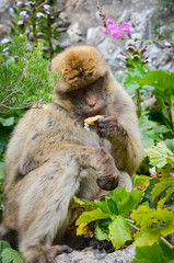 close of view of the gibraltar monkeys