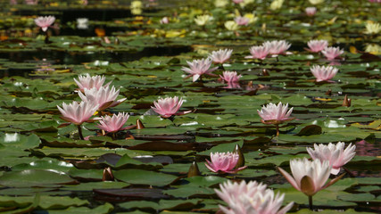 The water lily of the old pond is decorated with a colorful water lily.