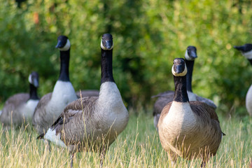 Kanadagänse als Gänseschar und Gänsefamilie in einem Park genießen das Leben, den Sommer und Frühling
