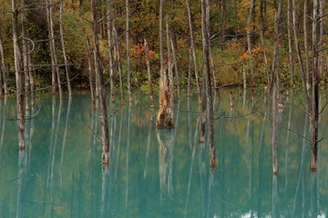 The Blue Pond in autumn, Biei-cho, Hokkaido, Japan