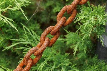 part of an old rusty brown iron chain among green vegetation