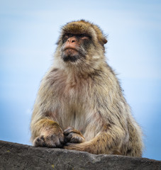 Fototapeta premium close of view of the gibraltar monkeys