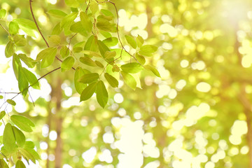 Green leaves on blurred greenery background. Concept plants landscape, ecology.