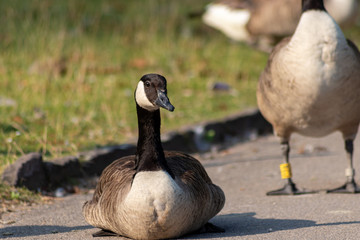 Kanadagänse als Gänseschar und Gänsefamilie in einem Park genießen das Leben, den Sommer und Frühling