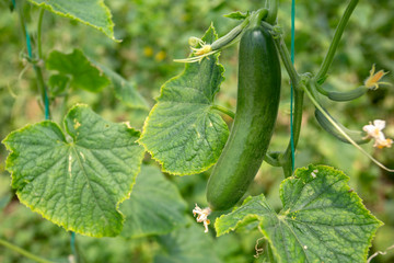 Green cucumber growing in field vegetable for harvesting.
