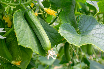 Green cucumber growing in field vegetable for harvesting.