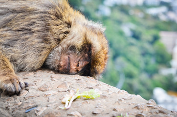 close of view of the gibraltar monkeys