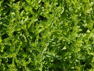 Fresh peppermint growing in a green sunny herb bed for medicinal plants
