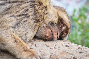 close of view of the gibraltar monkeys