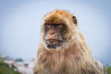 close of view of the gibraltar monkeys