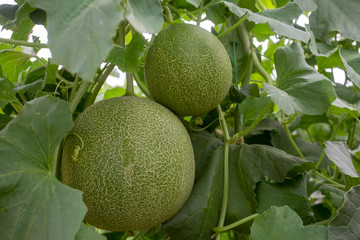 Melon or cantaloupe melons growing in supported by string melon nets ,The yellow melon with leaves and sunlight in the farm waiting for harvest.