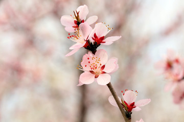 Fototapeta na wymiar blooming peach blossoms in the garden