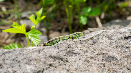 Eidechse auf einem Stein