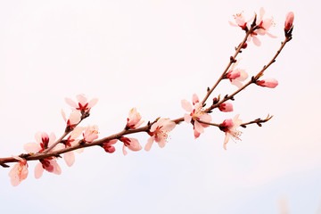 blooming peach blossoms in the garden