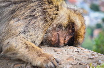 close of view of the gibraltar monkeys