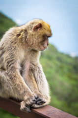 close of view of the gibraltar monkeys